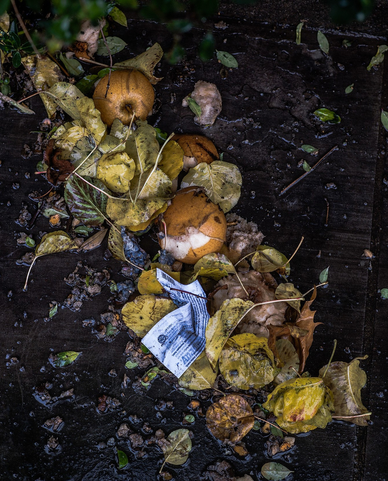 Decaying litter, fruit, and leaves.