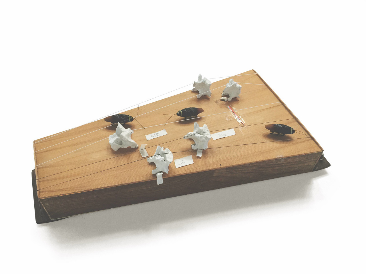Guillermo Galindo »Huesocordio.« This instrument, made from vertebrae found along the Mexico/US border in Texas, is a zither that can be plucked, bowed, or activated by toy cockroaches scrambling across the surface of the box